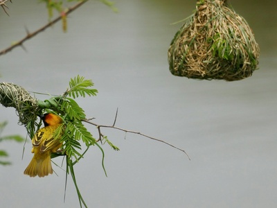 Southern Masked Weaver