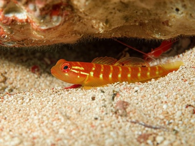 Southern pink-shrimp goby
