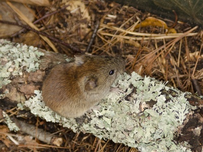Southern Red-backed Vole