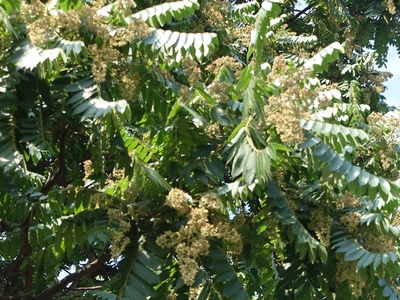Spanish cedar