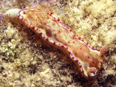 Spanish Dancer