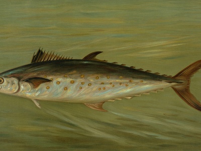 Spanish mackerel
