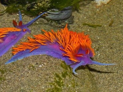 Spanish shawl nudibranch