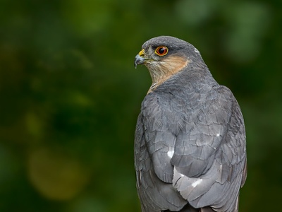 Sparrowhawk