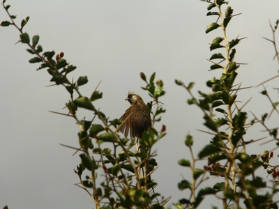 Speckled Mousebird