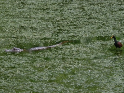 Spectacled caiman