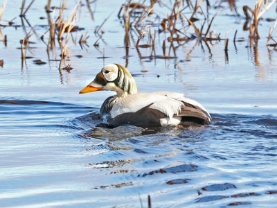 Spectacled Eider