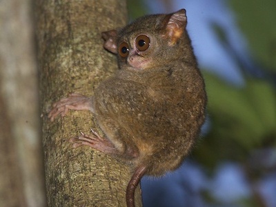 Spectral Tarsier