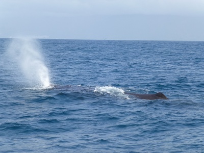 Sperm whale