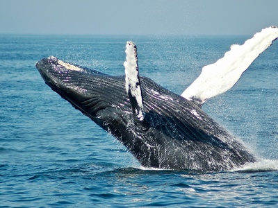 Sperm Whale