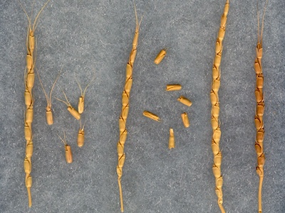 Spike Grass