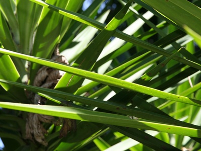 Spineless Yucca