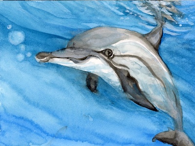 Spinner dolphin