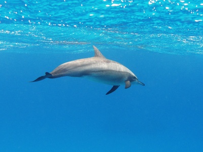 Spinner dolphin