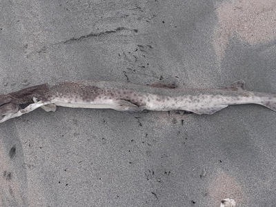 Spiny dogfish