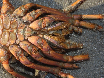 Spiny Lobster