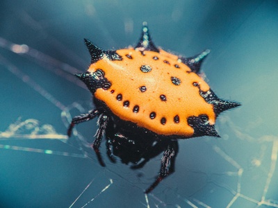 Spiny Orb-weaver