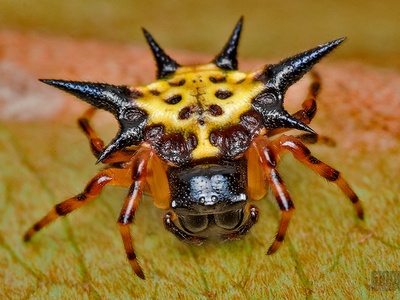 Spiny Orb-Weaver Spider