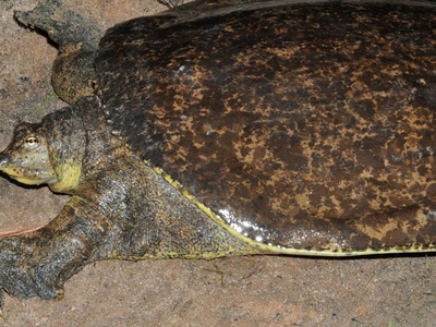 Spiny Softshell Turtle