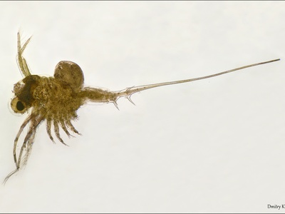 Spiny Waterflea