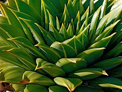 Spiral aloe