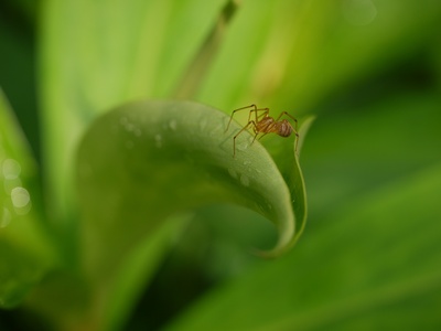 Spitting Spider
