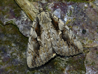 Spongy Moth