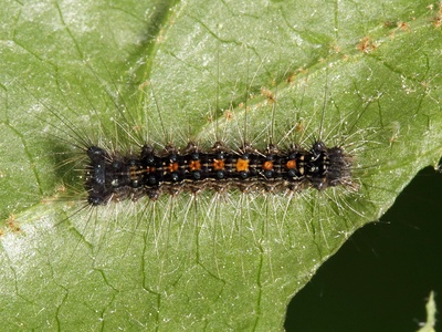Spongy moth (formerly gypsy moth)