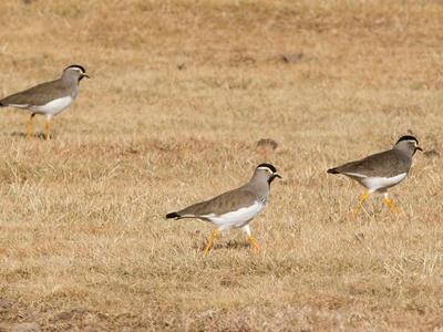 Spot-breasted Lapwing