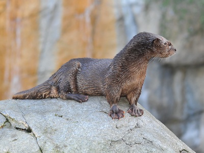 Spotted-necked Otter