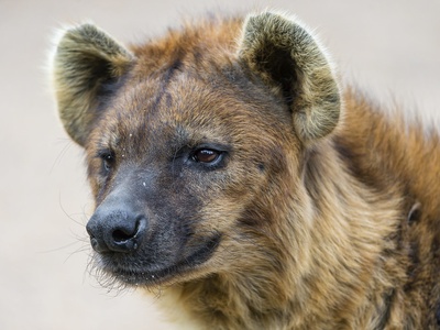 Spotted Hyena