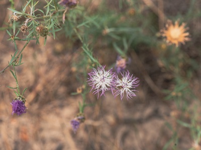 Spotted knapweed