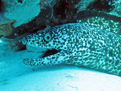 Spotted Moray Eel