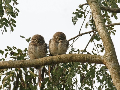 Spotted Owlet