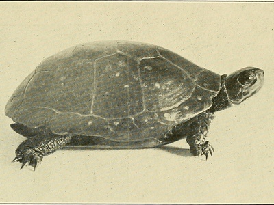 Spotted Pond Turtle
