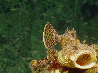 Spotted Scorpionfish
