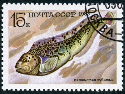 Spotted wolffish