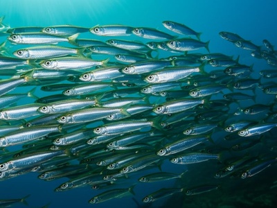 Sprat