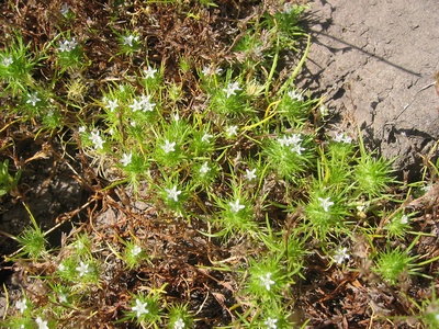 Spreading Navarretia