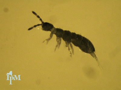 Springtails (Collembola)