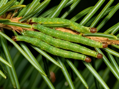 Spruce Budworm