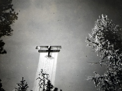 Spruce Budworm