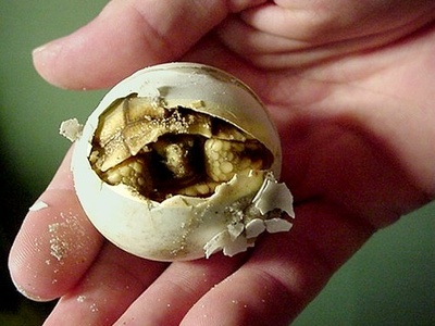 Spur-thighed Tortoise