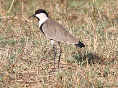 Spur-winged lapwing