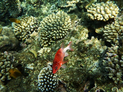 Squirrelfish (spiny)