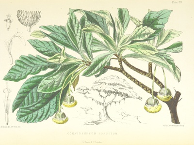 St. Helena Gumwood