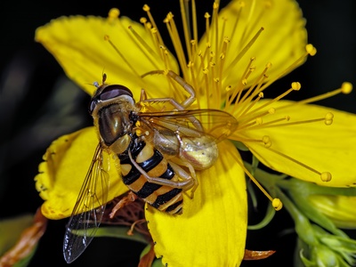 St John's Wort