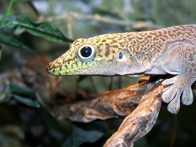 Standing's Day Gecko