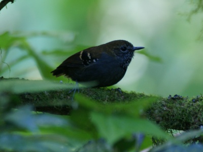 Star-throated antwren
