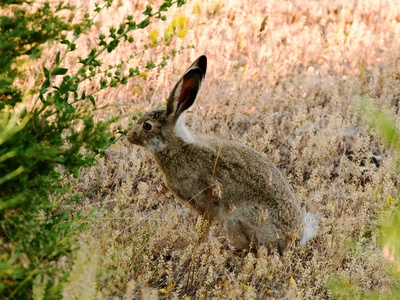 Starck's Hare